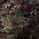 ColorizedPLA Twist2Go Congo Velvet Mulberry Roller Blind 9227