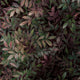 ColorizedPLA 